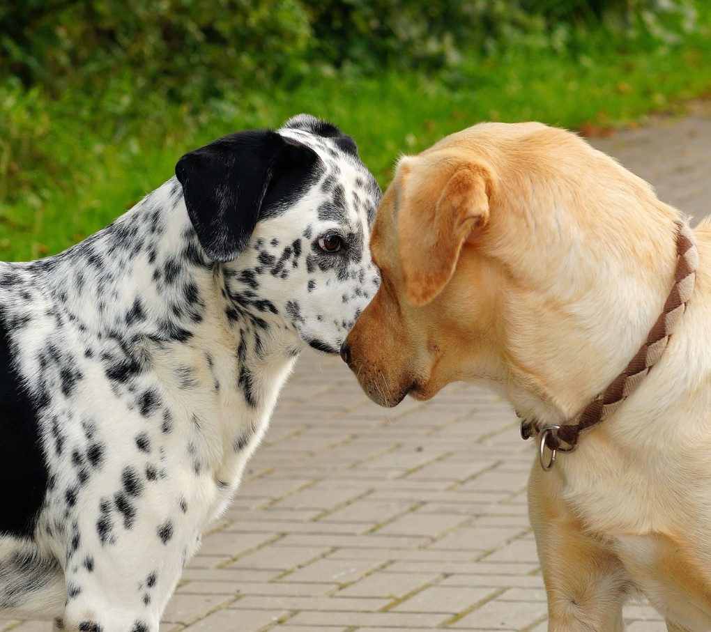 Articoli per animali cani e gatti 